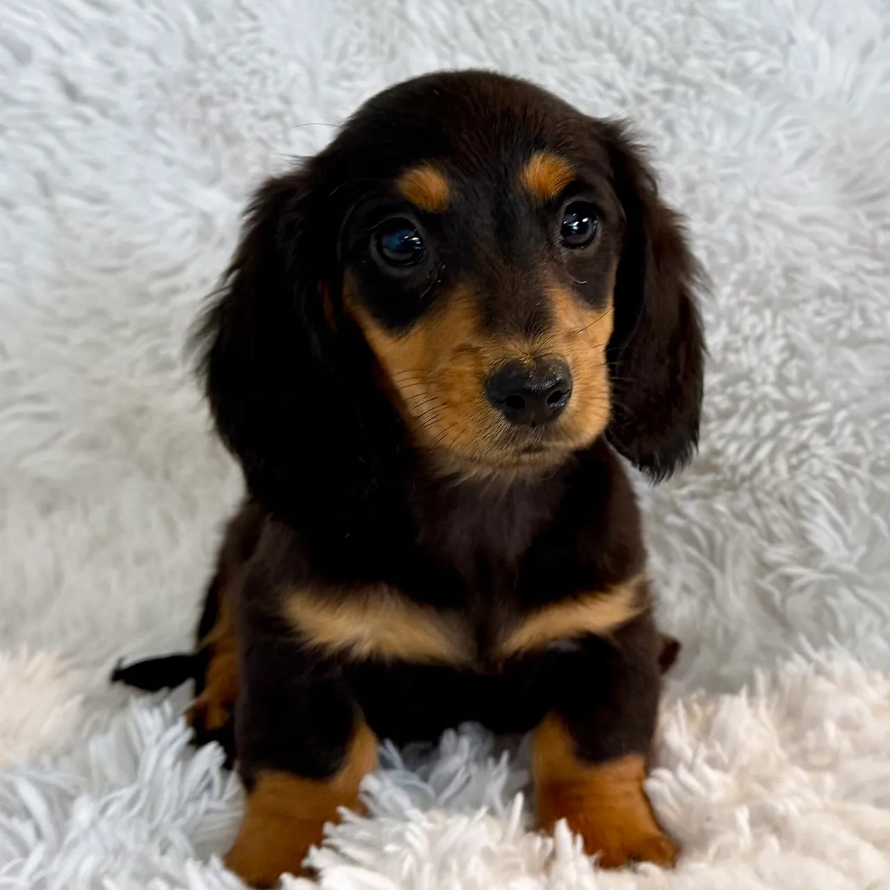 Happy family with their new Dachshund puppy in Silver Spring