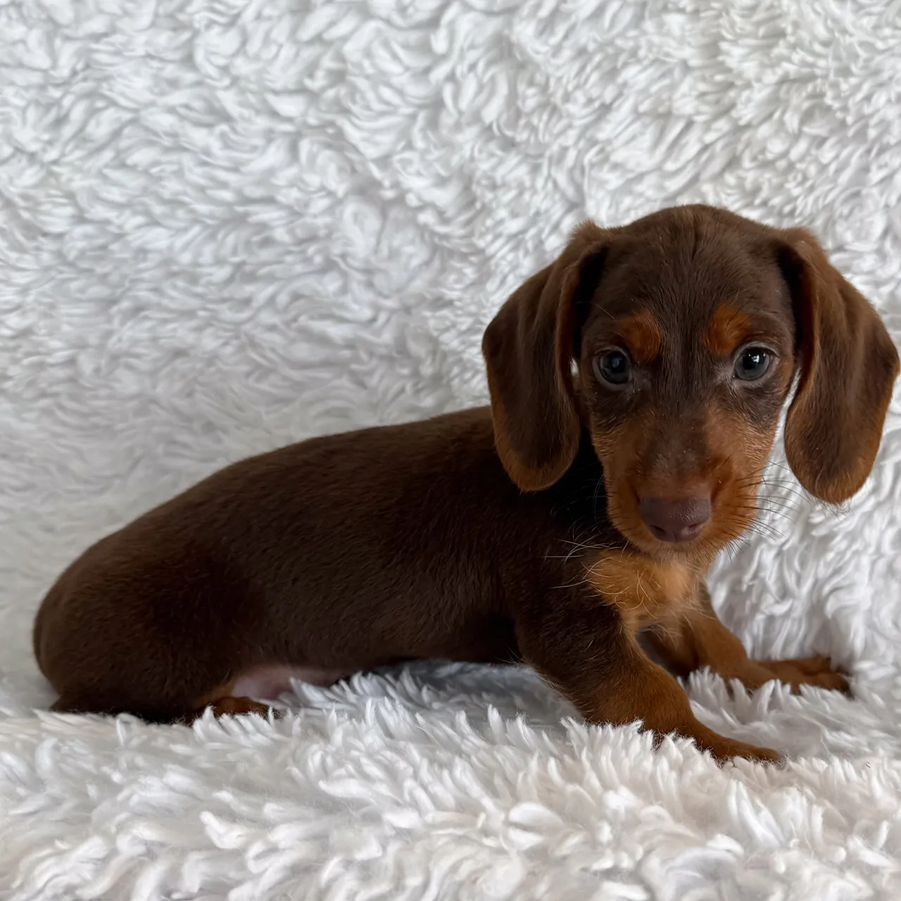 Happy family with their new Dachshund puppy in Silver Spring
