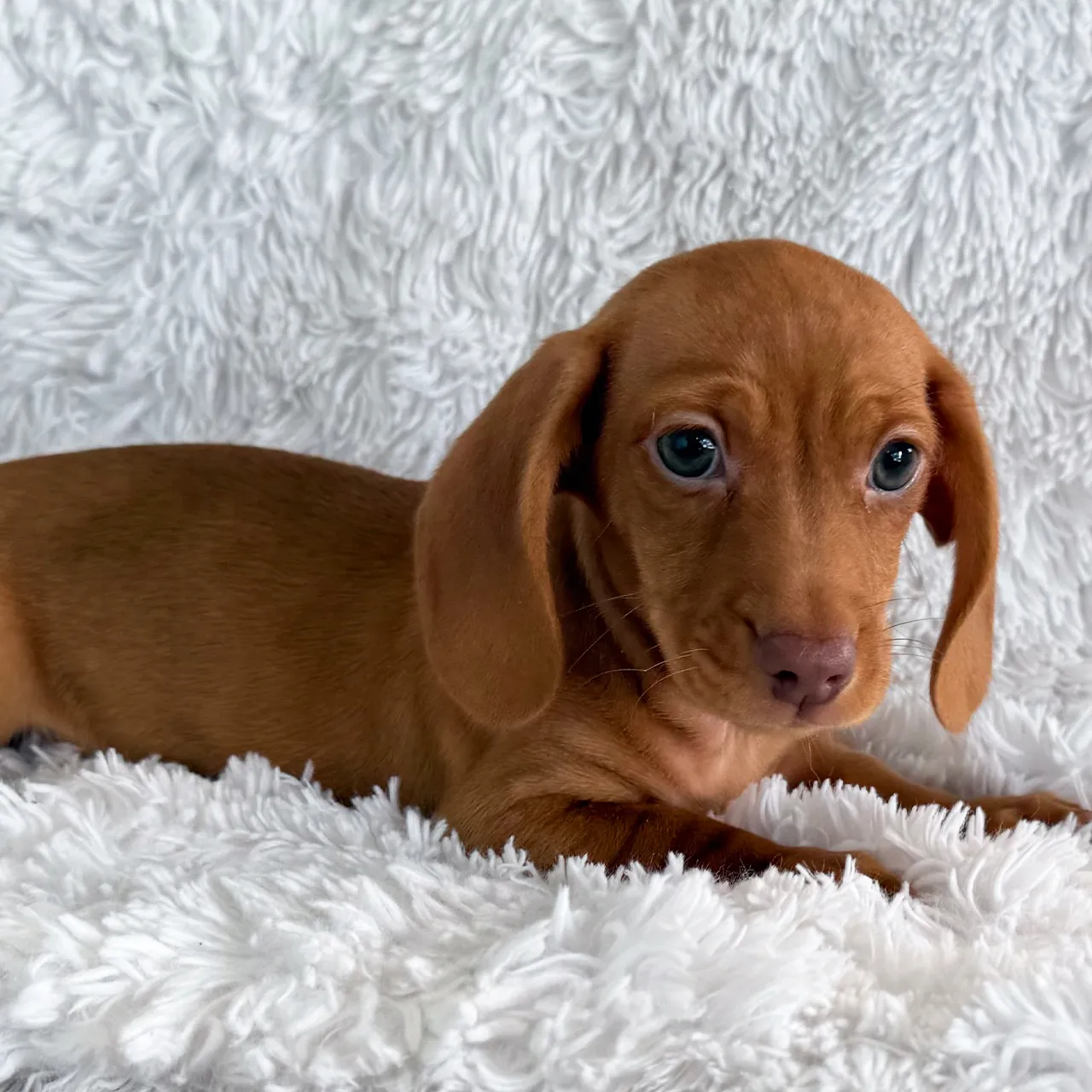 Happy family with their new Dachshund puppy in Silver Spring