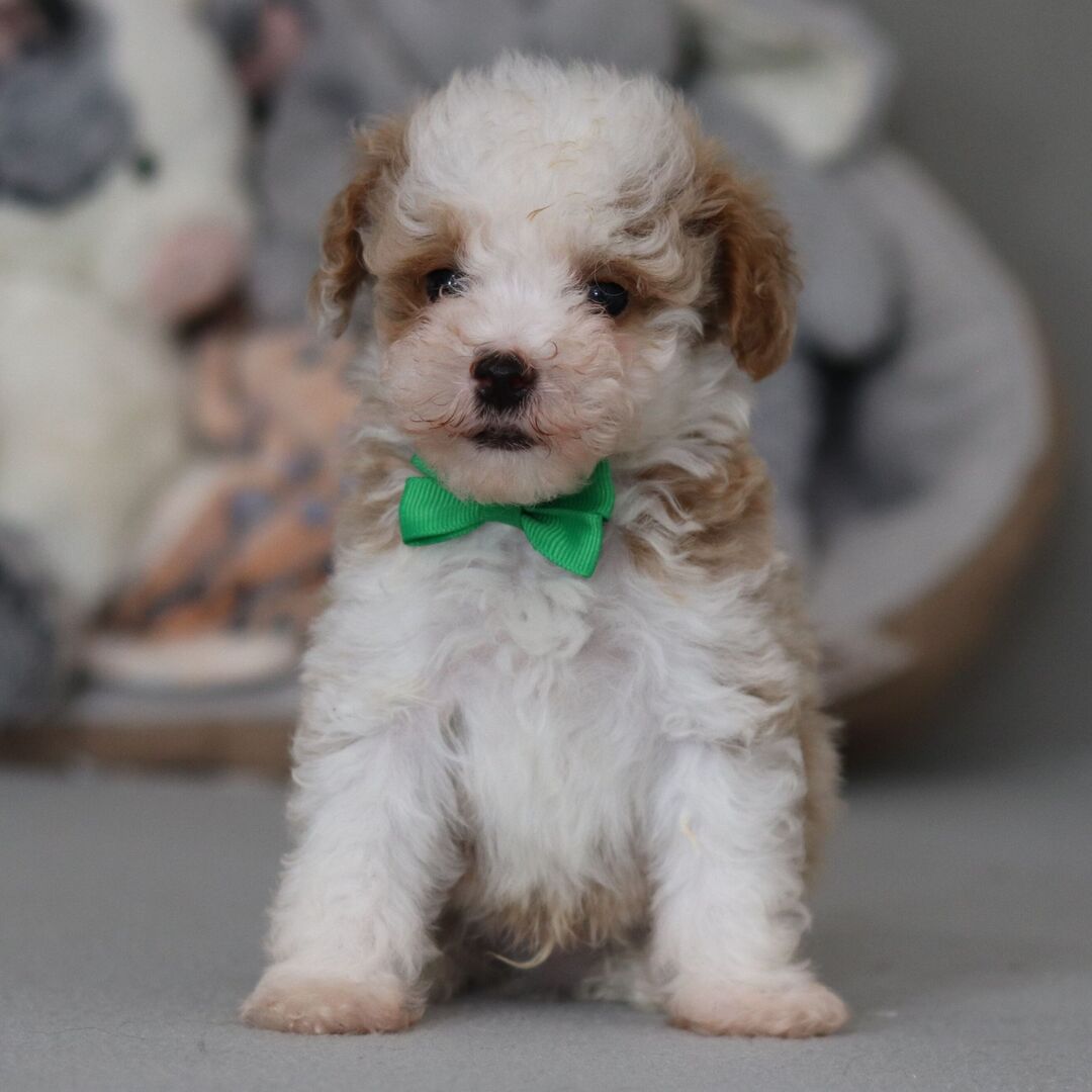 Apricot Toy Poodle Mochi
