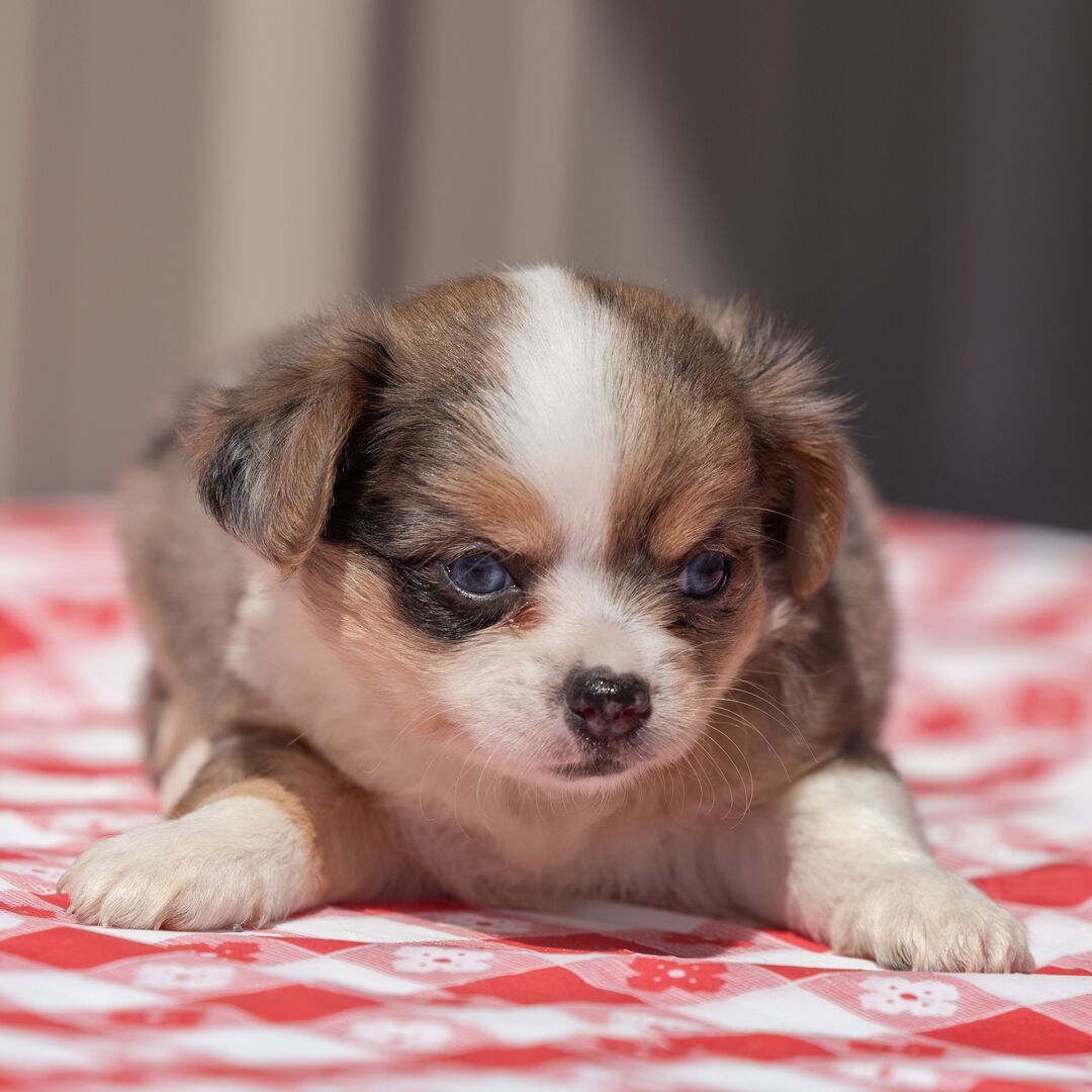 Chihuahua puppy Chico for adoption in Baltimore