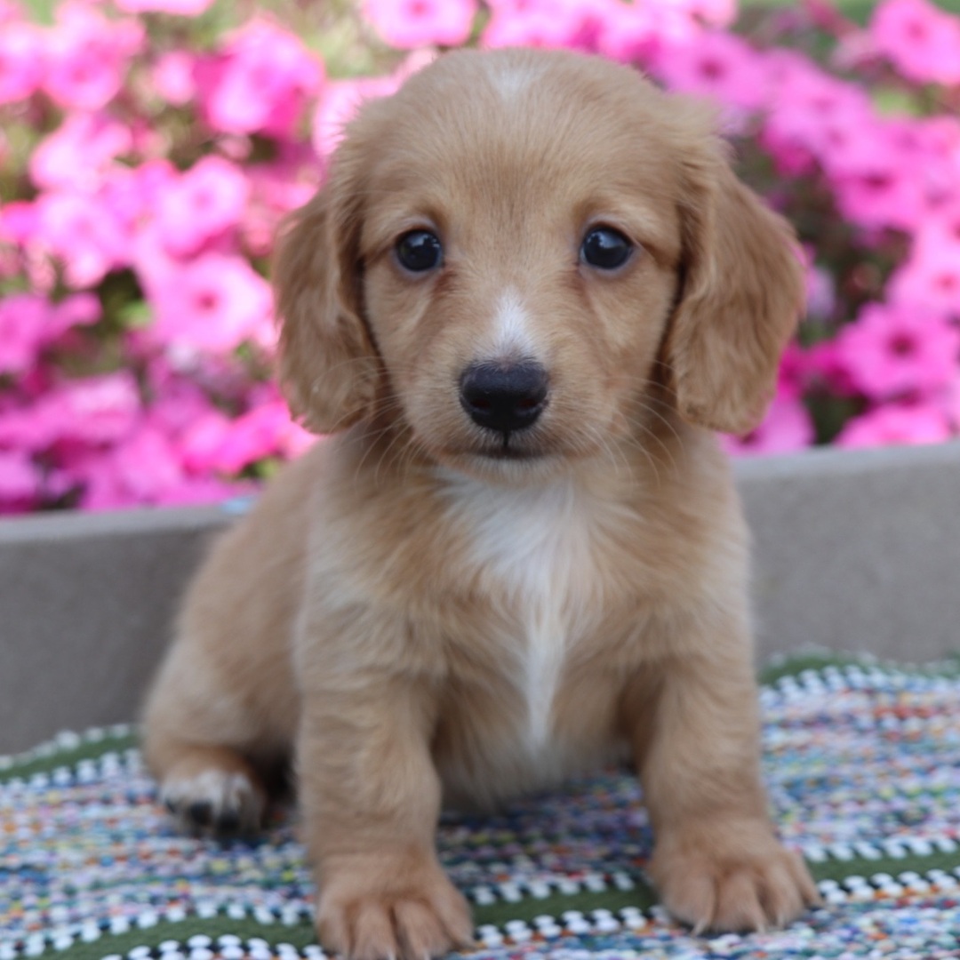 Dachshund puppy Frankie for sale in Baltimore