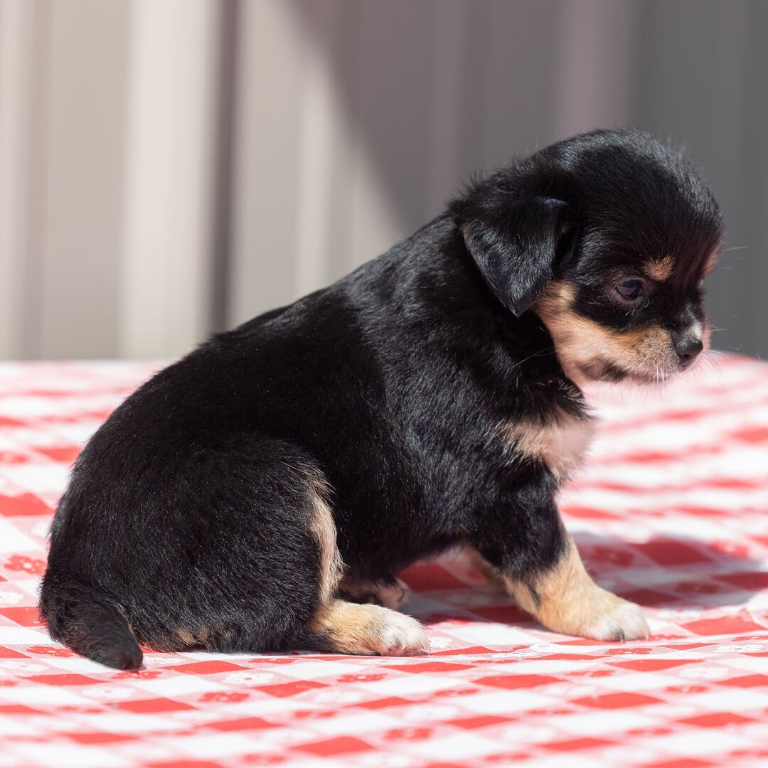 Chihuahua puppy available at Maryland Pocket Puppies