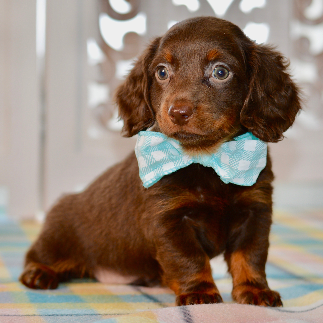 Dachshund puppy available at Maryland Pocket Puppies