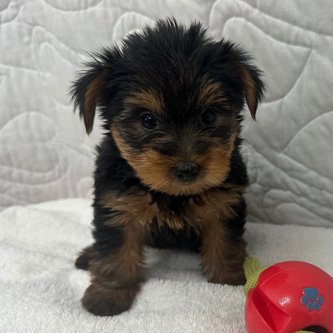 Yorkie puppy available at Maryland Pocket Puppies