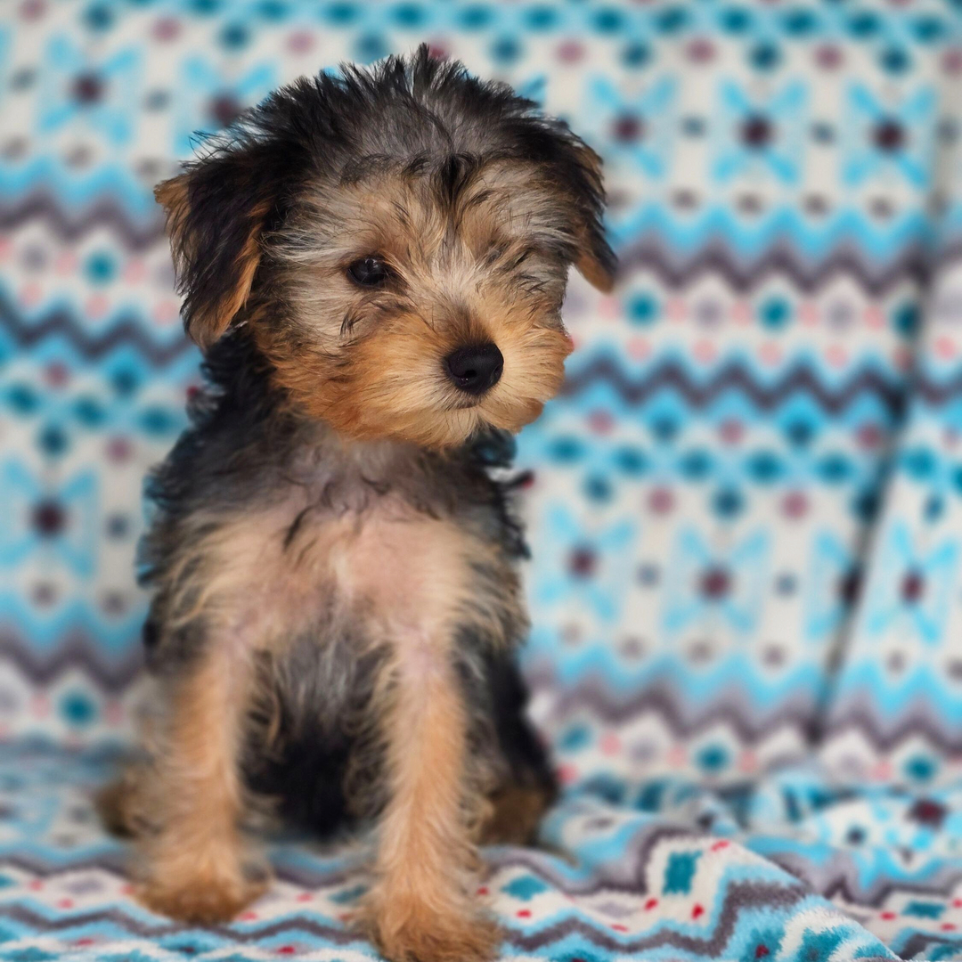Teacup Yorkie puppy