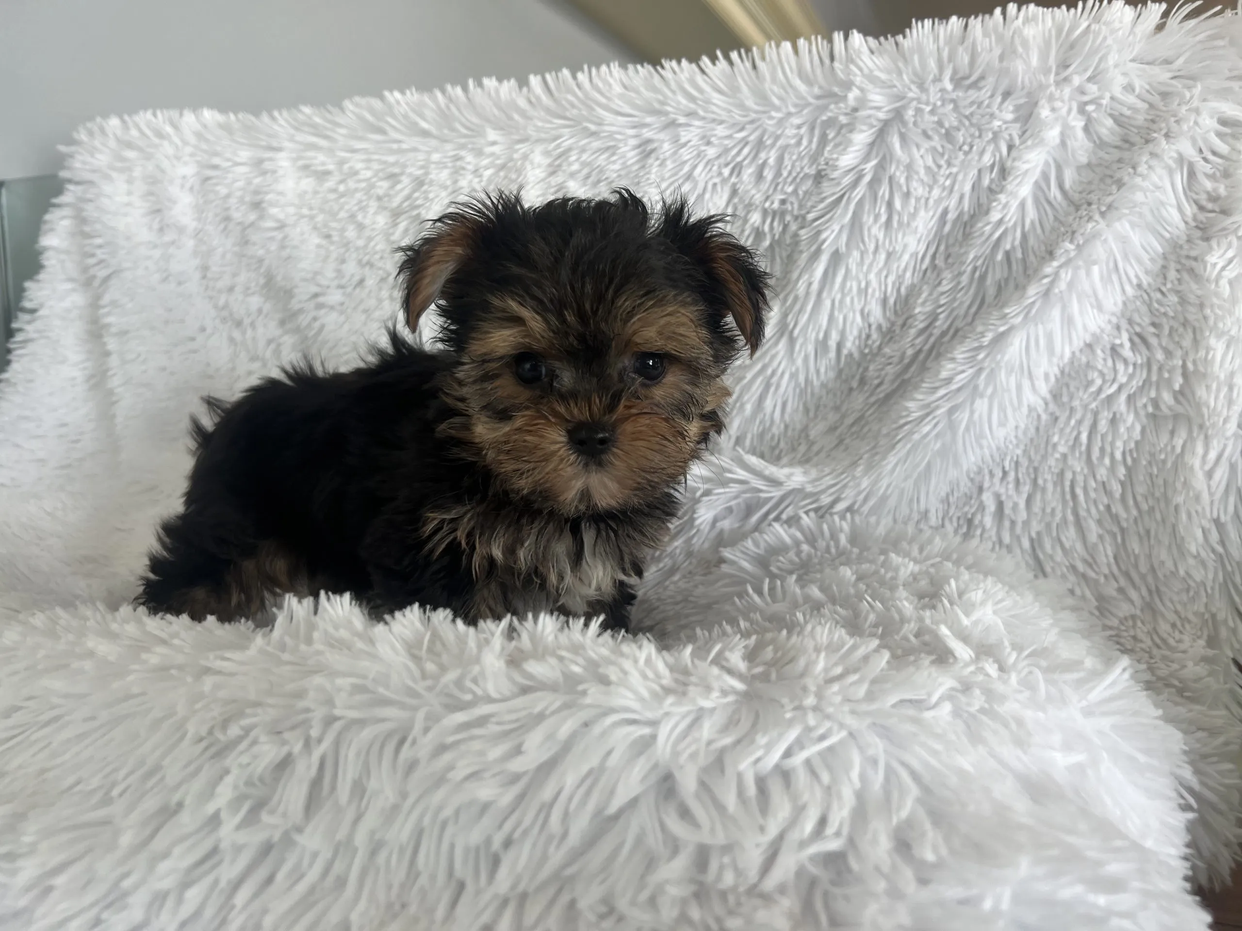 Happy family with their new Yorkie puppy in Silver Spring