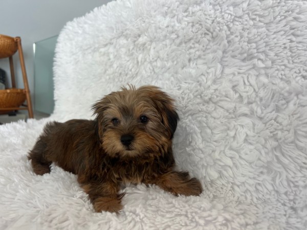 Happy family with their new Yorkie puppy in Silver Spring