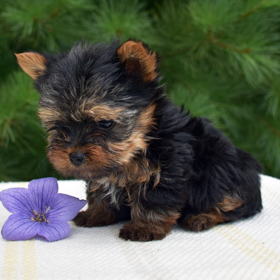 Yorkie puppy Sunny for adoption in Baltimore